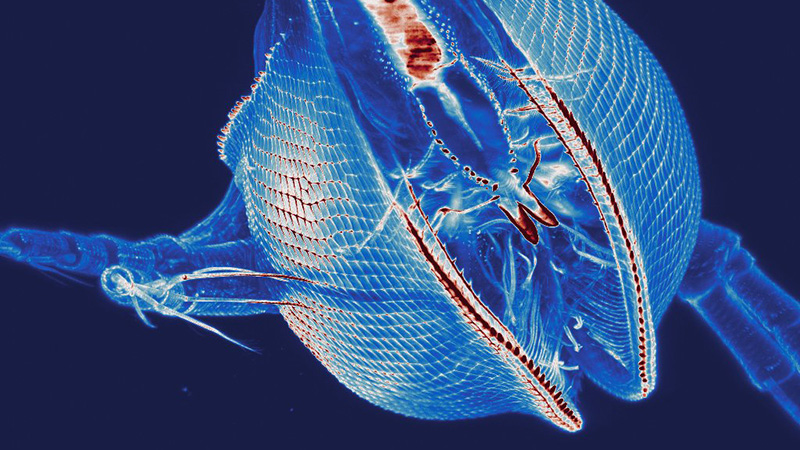 斑马鱼脉冲系统图像使用光表显微镜