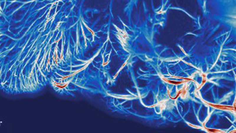 微流水和脉冲系统斑马鱼图像使用光表显微镜跟踪微流水运动