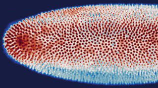 小胶质细胞在斑马鱼