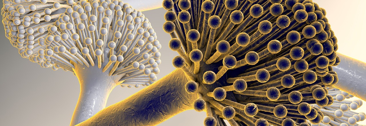 fungiplex-aspergillus