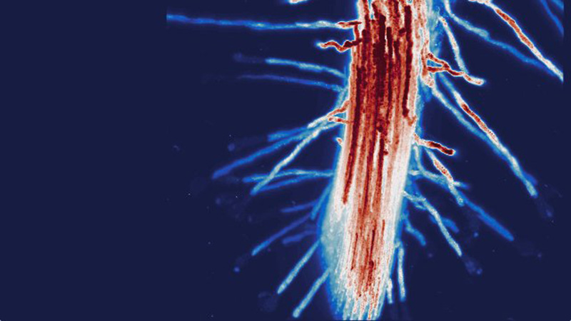 传导Arabopsis根表示膜标记-编译图象取光表显微镜