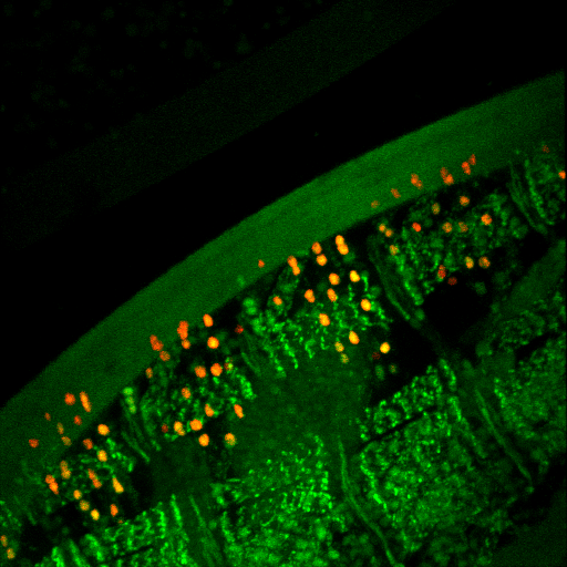 奥佩特拉C。elegans