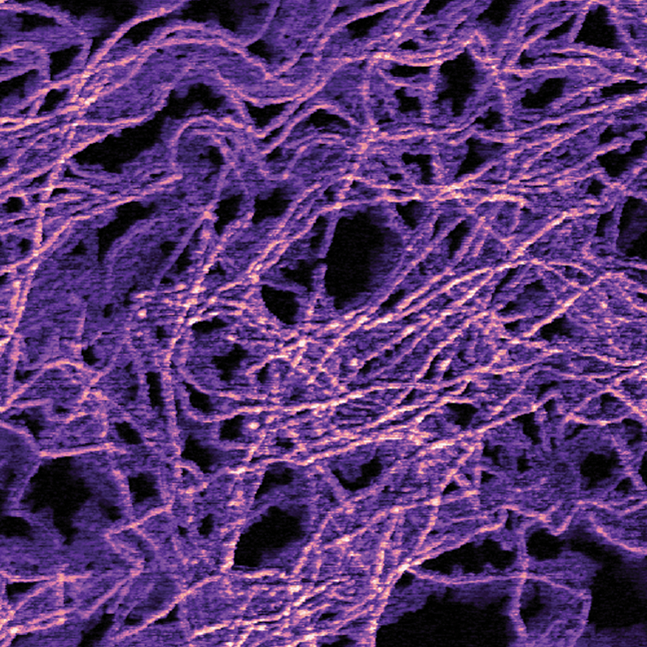 多模8-HR AFM  -  Poly（3-己噻吩）有机导电纳米线的Peakforce金枪鱼电流图