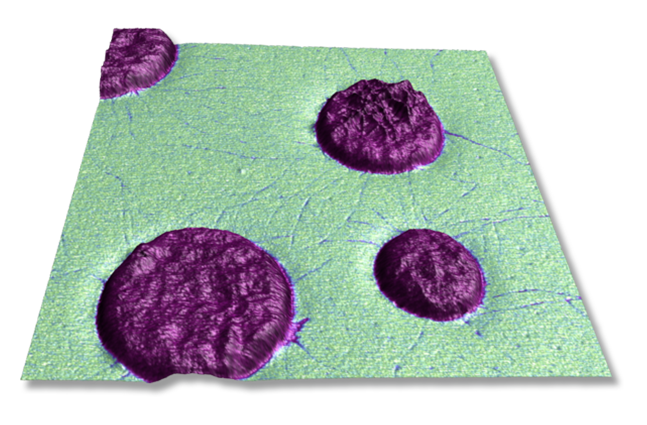 尺寸:FastScan AFM -间规聚丙烯